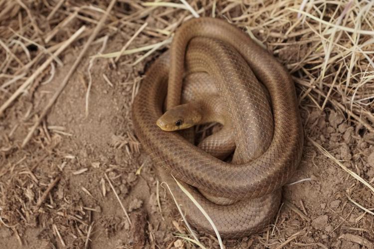 Couleuvre d'Esculape (Zamenis longissimus) © Sylvain Montagner