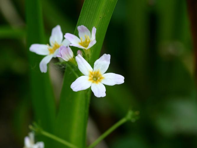 Hottonie des marais (Hottonia palustris) © Roland Théaud