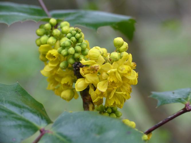 Faux Houx (Berberis aquifolium), fleurs © Morvan Debroize