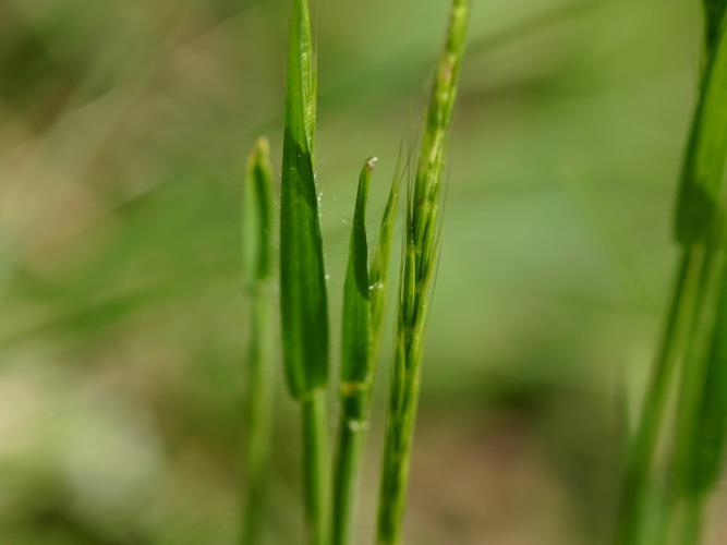 Gaudinie fragile (Gaudinia fragilis) © Roland Théaud