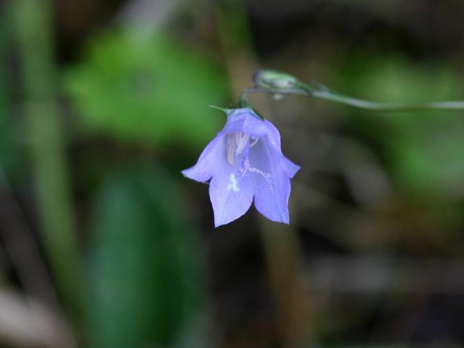 Campanule à feuilles rondes (Campanula rotundifolia) © Roland Théaud