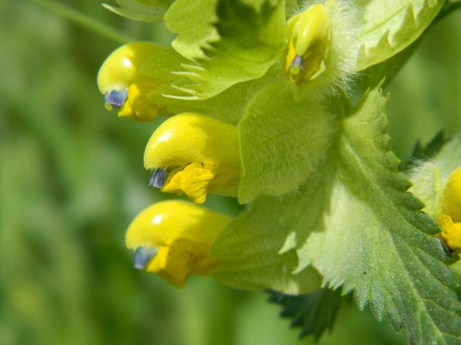 Rhinanthe velu (Rhinanthus alectorolophus), fleurs © Morvan Debroize