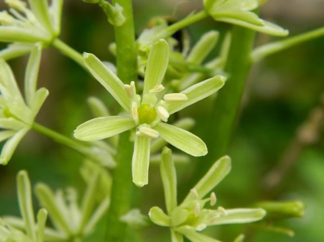 Ornithogale des Pyrénées (Loncomelos pyrenaicus), fleur © Morvan Debroize