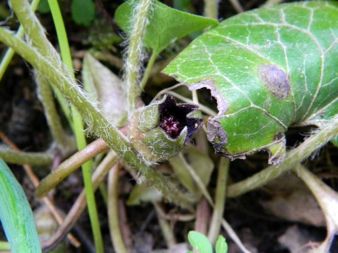 Asaret (Asarum europaeum) © Morvan Debroize