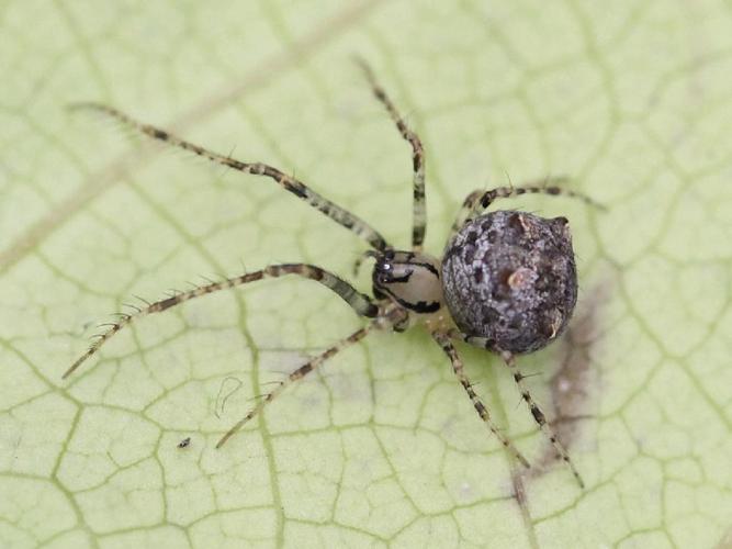 Araignée cannibale (Ero aphana) © Marie Lou Legrand