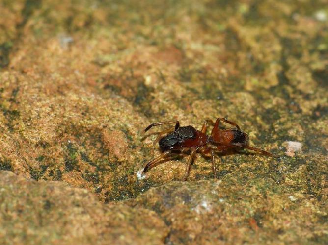 Saltique fourmi (Myrmarachne formicaria) © Michel Renou