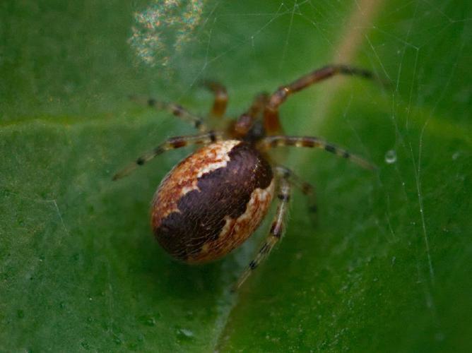 Anelosimus vittatus © Misia Clive