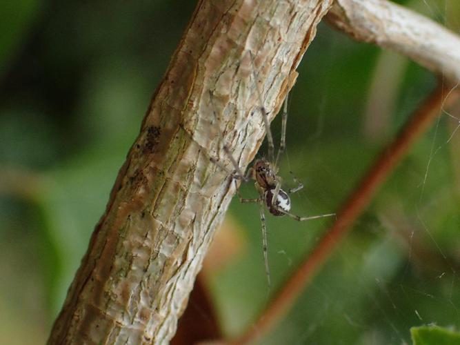 Linyphie triangulaire (Linyphia triangularis) © Matthieu Gauvain