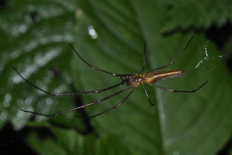 Tetragnatha montana © Pascal Dubois