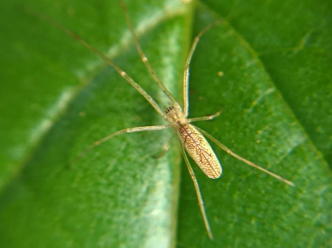 Tetragnatha extensa © Misia Clive