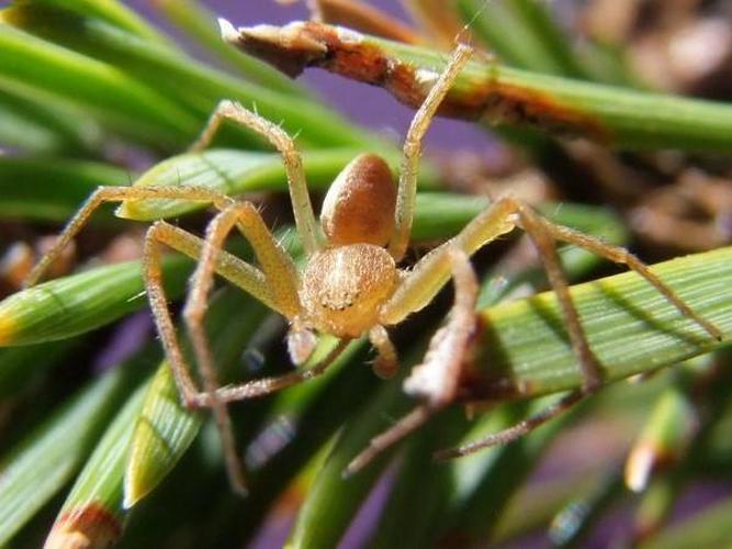 Philodromus rufus © Vincent Valli