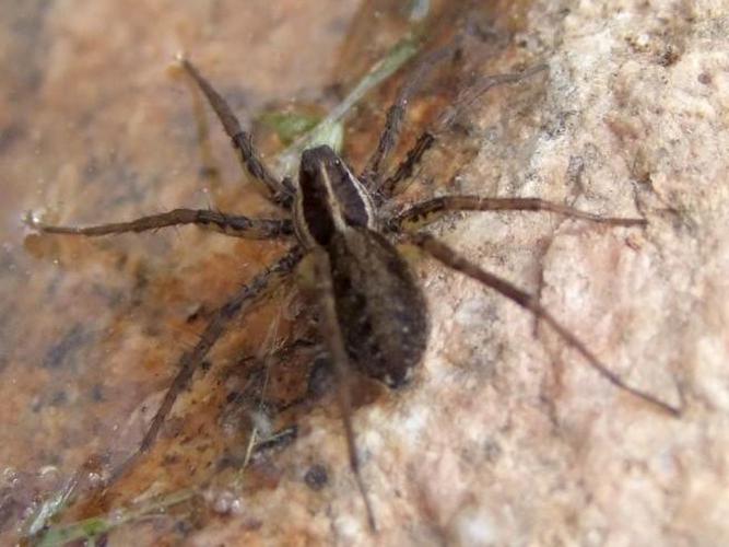 Pardosa palustris © Vincent Valli