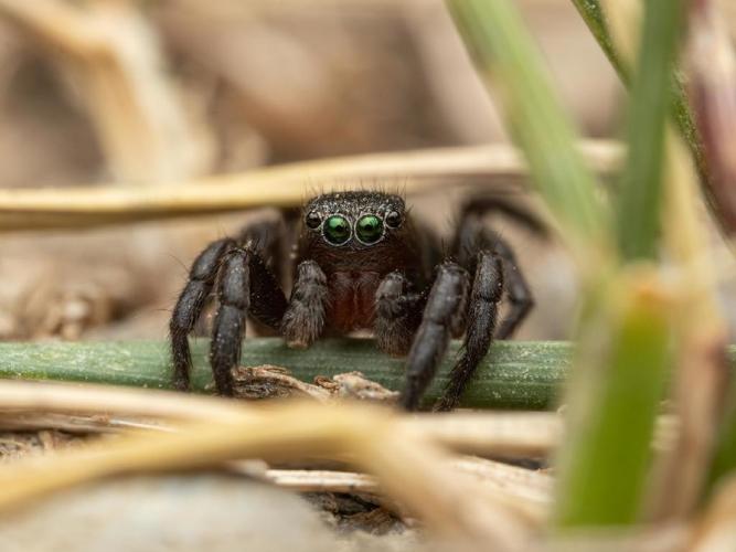 Phlegra fasciata © Martin Galli