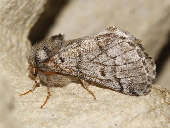 Processionnaire du pin (Thaumetopoea pityocampa) © Sylvain Montagner