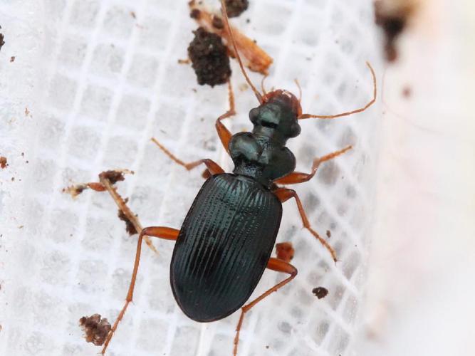 Leistus fulvibarbis © Marie Lou Legrand