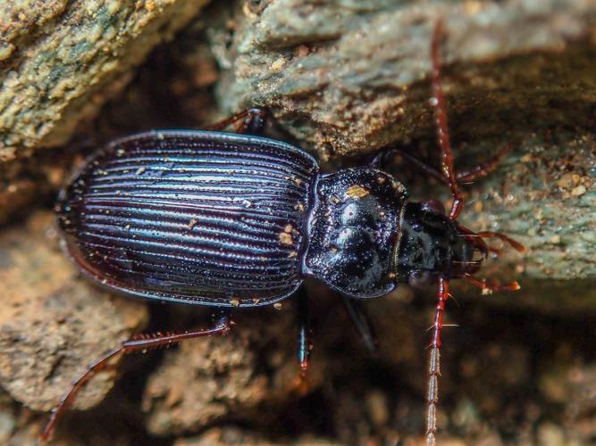 Nébrie à cou bref (Nebria brevicollis) © David Renoult