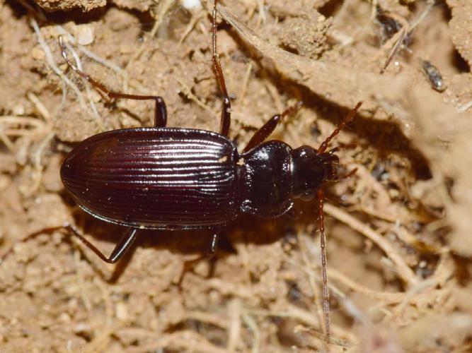 Nebria salina © "francisbirlenbach"