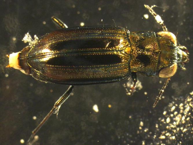 Notiophilus substriatus © "pmbrousseau"