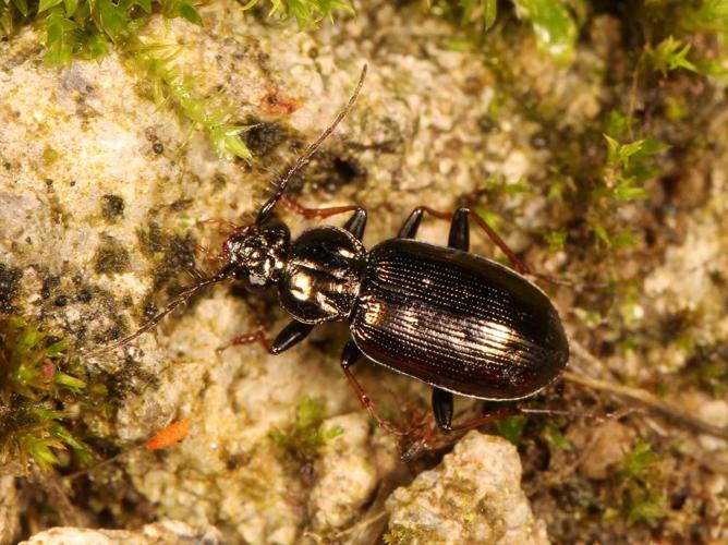 Loricera pilicornis © Marie Lou Legrand