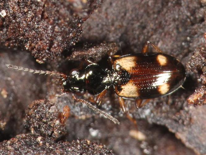 Bembidion quadrimaculatum © Marie Lou Legrand