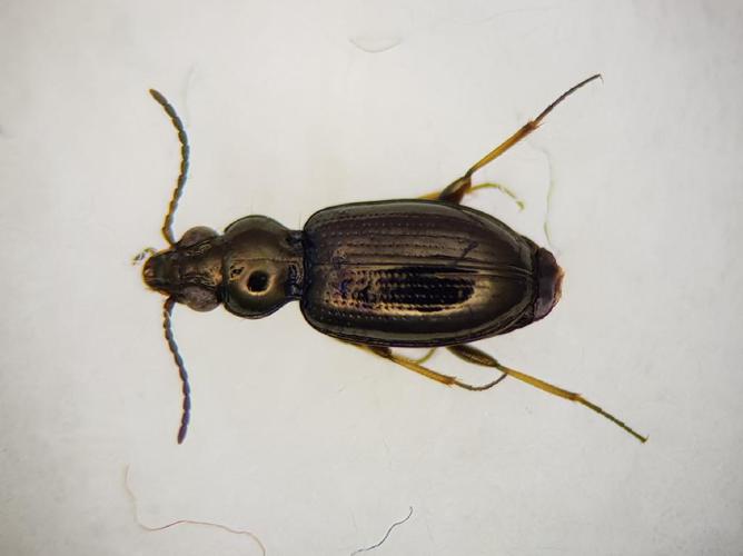 Bembidion lampros © Guillaume Delporte