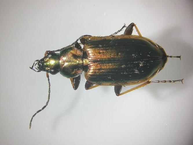 Agonum marginatum © Butor and Gogol