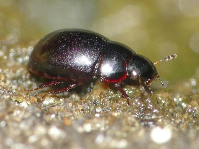 Coelostoma orbiculare © Benoît Segerer