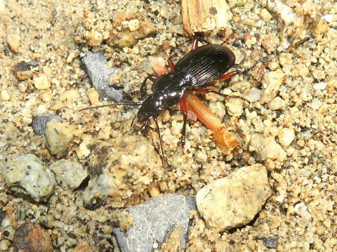 Pterostichus cristatus © "anatoltolana"