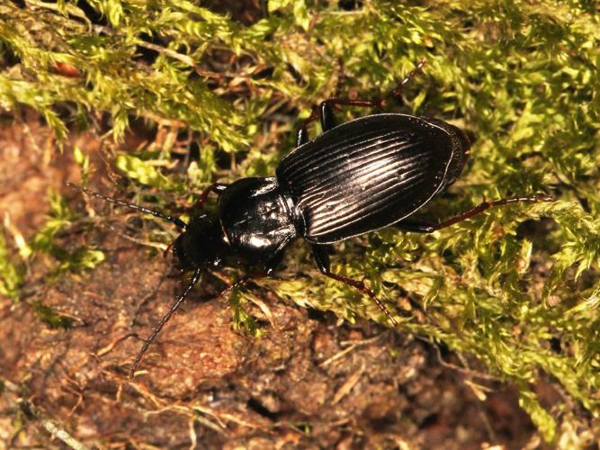 Pterostichus oblongopunctatus © Marie Lou Legrand