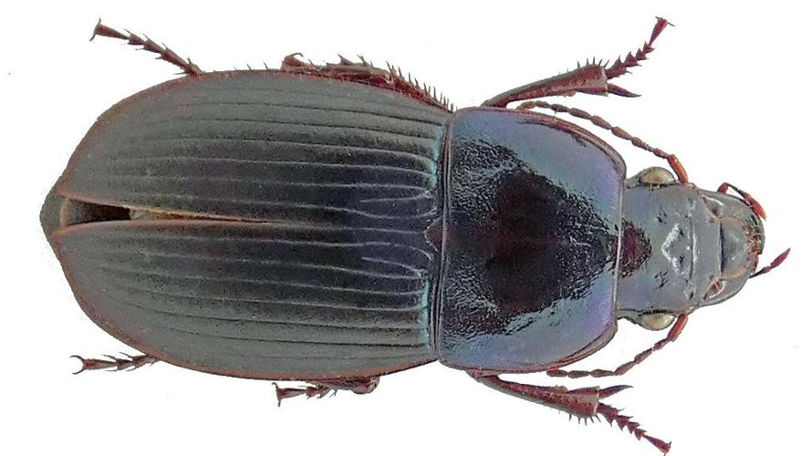 Harpalus dimidiatus © Bernard Levet