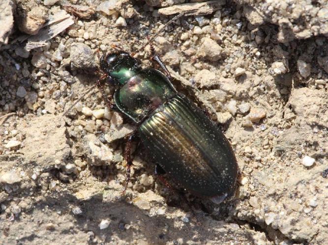 Harpalus distinguendus © Juvé Yannick