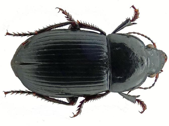 Harpale serripède (Harpalus serripes) © Bernard Levet