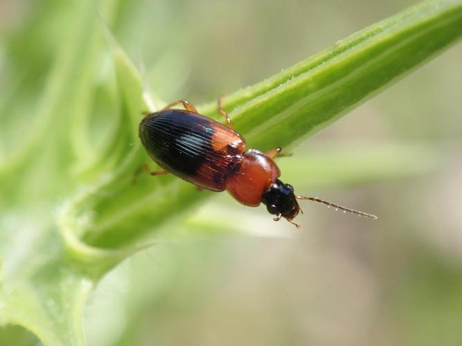 Stenolophus teutonus © David Renoult