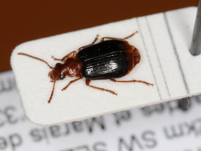 Lebia marginata © Carlo Braunert