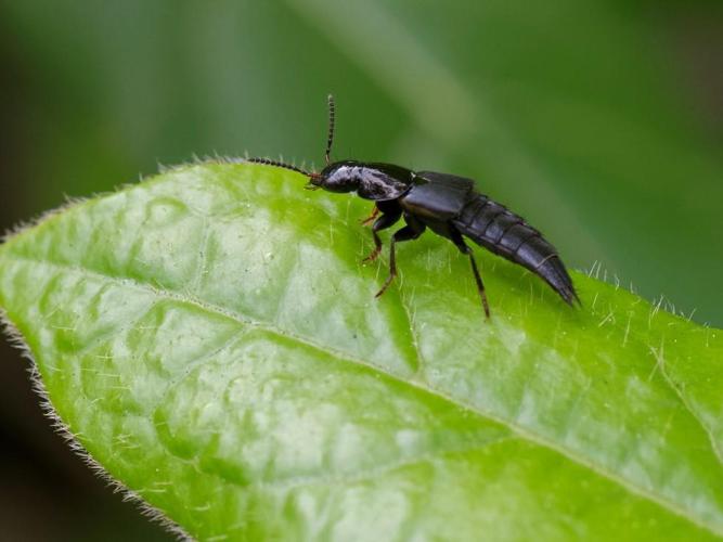 Quedius lateralis © Bernard Noguès