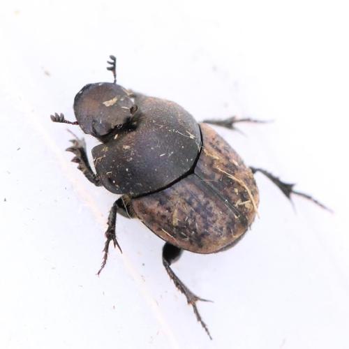 Onthophagus similis © Marie Lou Legrand