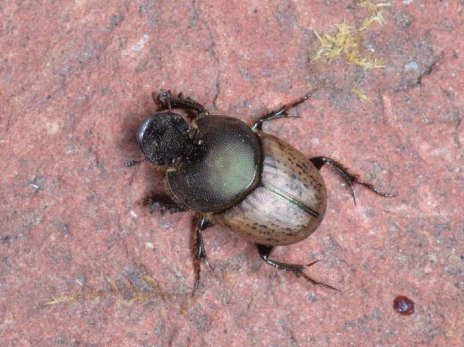 Onthophage vacca (Onthophagus vacca) © Michel Renou