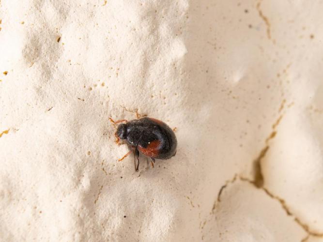 Coccinelle velue à bandes (Scymnus interruptus) © Aurélie Sampéré