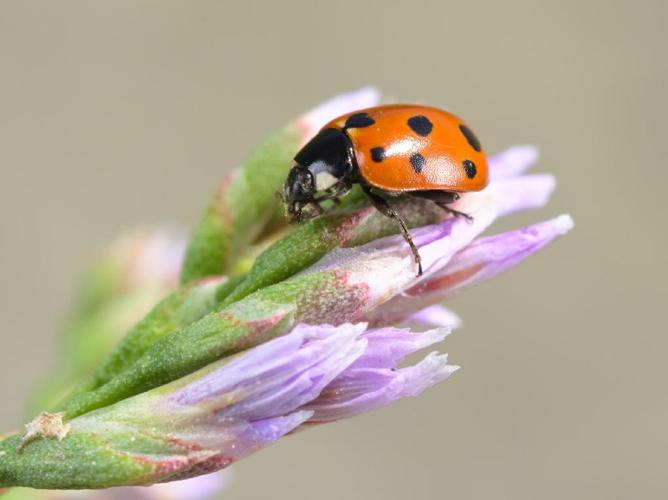 Coccinella undecimpunctata © Gilles San Martin