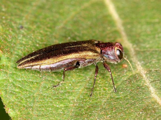 Agrilus viridis © Lupoli Roland