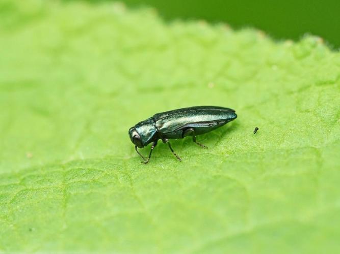 Agrilus cyanescens © Kevin Gruau