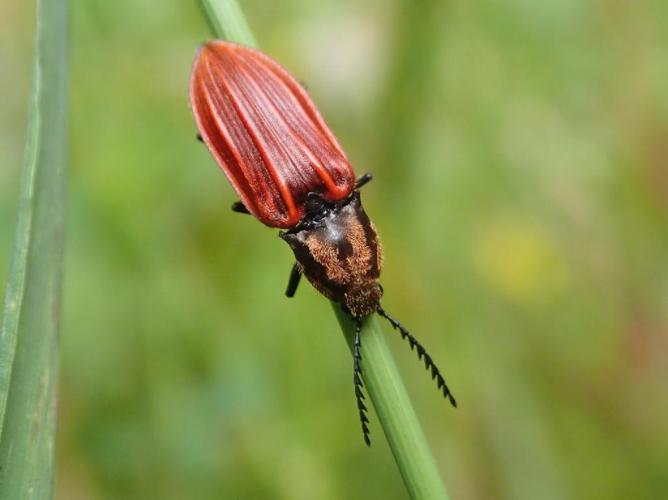 Anostirus purpureus © Anne-Hélène Paradis