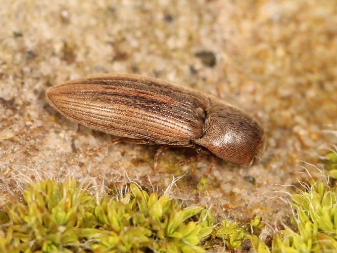 Taupin des moissons (Agriotes lineatus) © Marie Lou Legrand