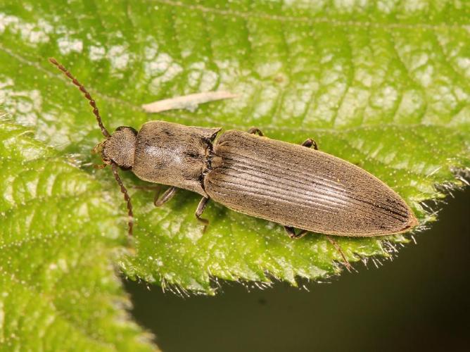 Agriotes pilosellus © Marie Lou Legrand