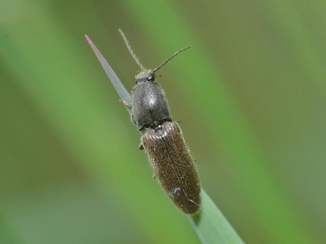 Athous haemorrhoidalis © Arno Beidts