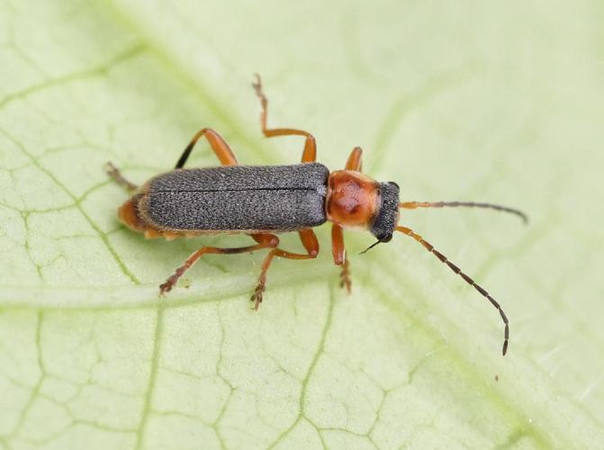 Cantharis lateralis © Marie Lou Legrand