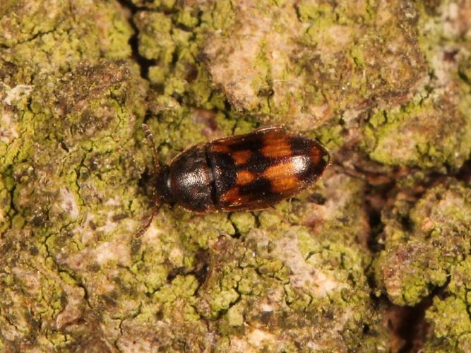 Antribe panaché (Litargus connexus) © Marie Lou Legrand