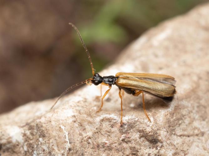 Rhagonycha lignosa © Martin Galli