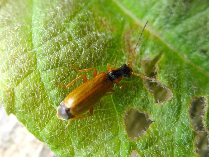 Cantharide fauve avec la pointe des étuis noire (Rhagonycha testacea) © "michi1"