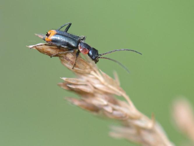 Malachie pulicaire (Axinotarsus pulicarius) © Bernard Noguès